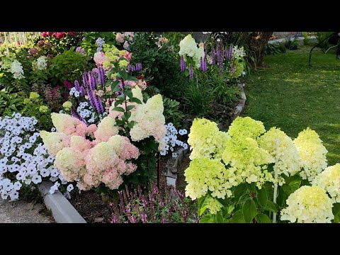 Видео: Новинки гортензий в саду у Инны🌿Уайт Лайт,Пинкачу, Саммер Сноу, Беби Лейс, Меджикал Маттерхорн 🌿