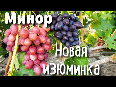 Видео: Минор и Новая изюминка. Новые ультраранние формы винограда