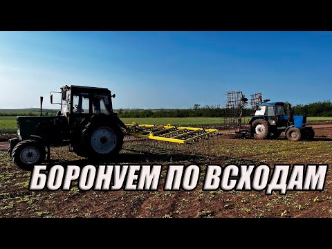 Видео: Бороновка подсолнечника не пошла! Выезжаю на культивацию под посев на МТЗ 1221.2 с КПС-6.