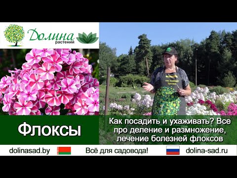 Видео: Все о ФЛОКСАХ:  как и где посадить, уход и полив, черенкование и деление, борьба с вредителями