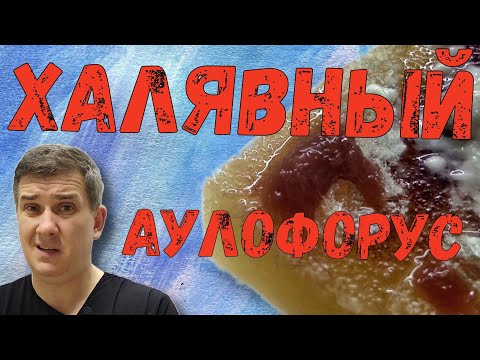 Видео: Халявный аулофорус / Аулофорус разведение / Как развивается колония аулофоруса в домашних условиях
