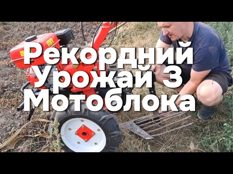 Видео: Картофель под мотоблок – рекордный урожай