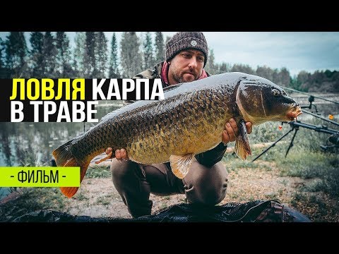 Видео: Ловля карпа в траве. Карпфишинг в июне .