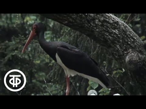 Видео: В объективе - животные. Черный аист (1982)