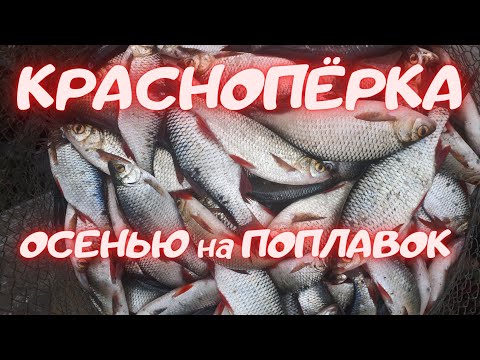 Видео: Красноперка поздней осенью.Бешеный клев.