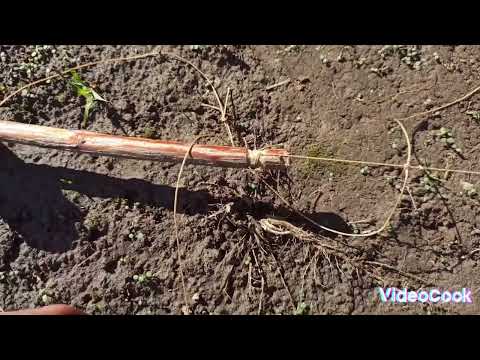 Видео: ЗАПРЕЩЁННАЯ ЛОВУШКА///Pheasant hunting такую ловушку легко сделать и улов будет большой