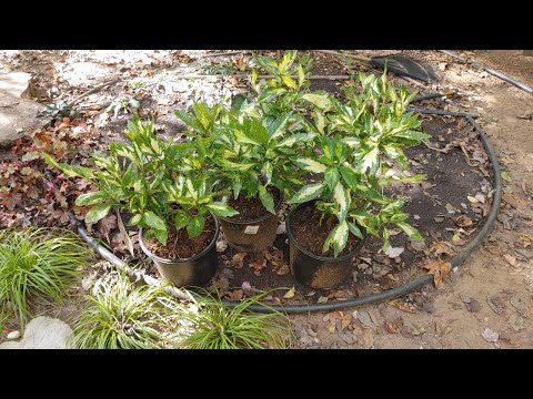 Видео: Посадка Aucuba Picturata и транспортировка растений
