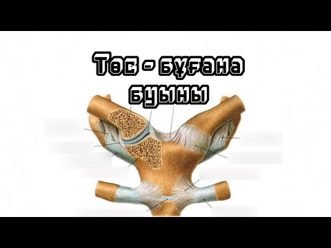 Видео: Төс - бұғана буыны. Төс - бұғана буын байламдары.