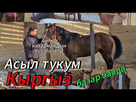 Видео: Залкар акеден оспурумдор,бээлер чыкты