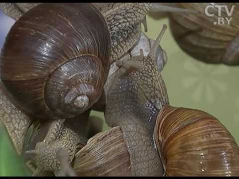 Видео: «Деликатес в домике»: как приготовить виноградных улиток?