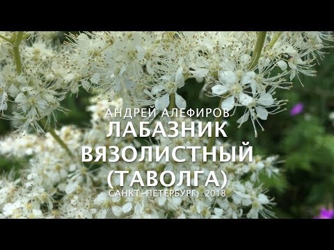 Видео: Лабазник (таволга) вязолистный. Алефиров А.Н.