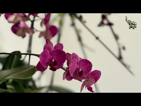 Видео: Орхо - болталка , спасаю орхидеи 😳😤 #phal #orchid #growingorchids #уходзаорхидеями