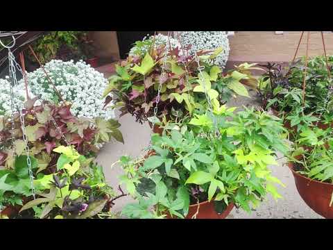 Видео: Как подготовить ипомею батат к зимовке. Как буду сохранять ипомеи до весны в домашних условиях.