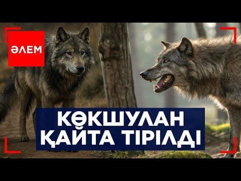 Видео: Көкшулан қайта тірілді | Әлем