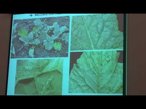 Видео: Вредители рапса в весенне-летний период