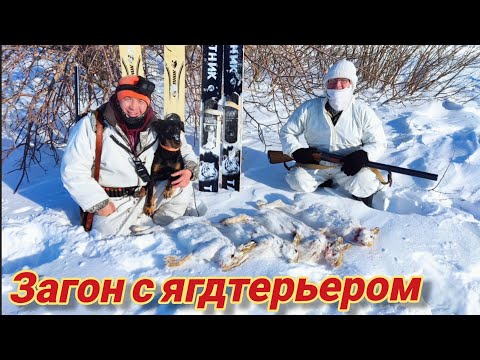 Видео: Охота по зайцу с ягдтерьером в загоне. Hunting with a Jagdterrier.