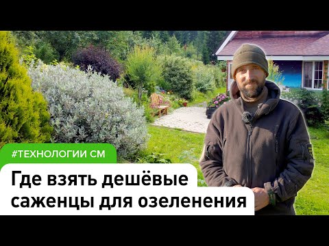 Видео: В 5-10 раз дешевле, чем в магазине саженцы. #ДенисСафронов  #СадыМечты #СадовыйЭксперт