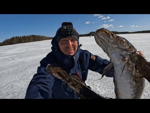 Видео: Жерлицы не подвели! Такого красавца я  не ожидал увидеть . Даже вздрогнул!