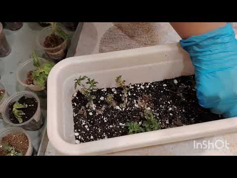 Видео: Первый опыт черенкования/ Первый этап пересадки/ Ожидание и реальность.                  