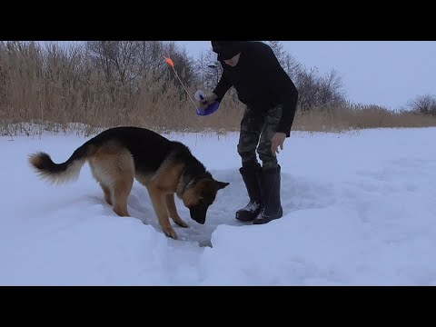 Видео: "Здесь рыбы нет". Но мы проверим!
