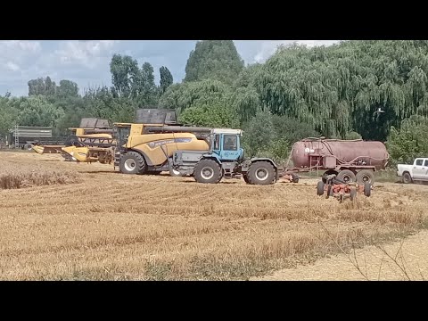 Видео: Уборка пшеницы. Август 2025