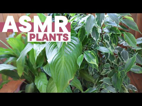 Видео: АСМР Таппинг по моим растениям, шелест | ASMR Tapping around my plants