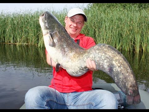 Видео: Рыбалка на Днепре. Ловля Сома на Квок. Рыбалка с Ночевкой!