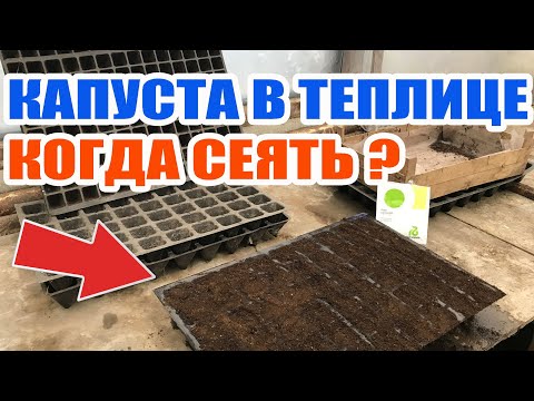 Видео: Капуста в теплице ! Когда сеять рассаду капусты
