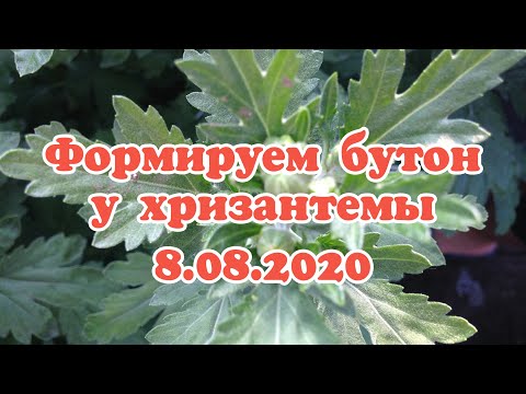 Видео: Как правильно сформировать кустовую и одноголовую хризантему...