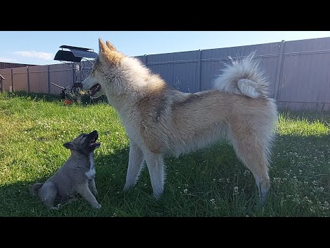 Видео: Чеза знакомиться с Громом