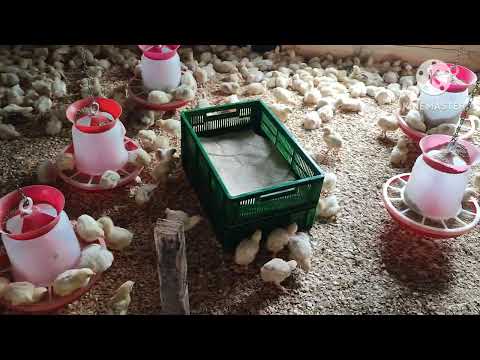 Видео: Времени нет роботы много.Кобб-500, мясояичные породы.