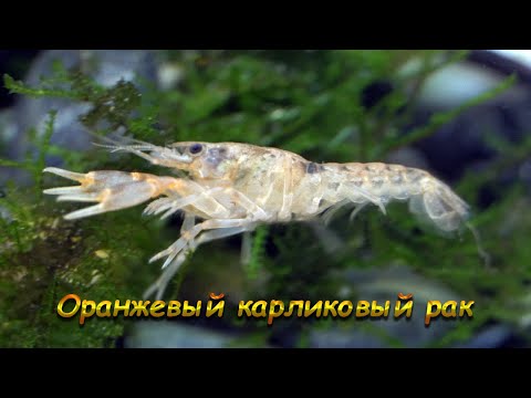 Видео: Мексиканский карликовый рак