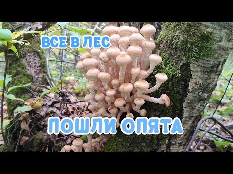 Видео: ПОШЛИ ОПЯТА // НАБРАЛИ ГРИБОВ.