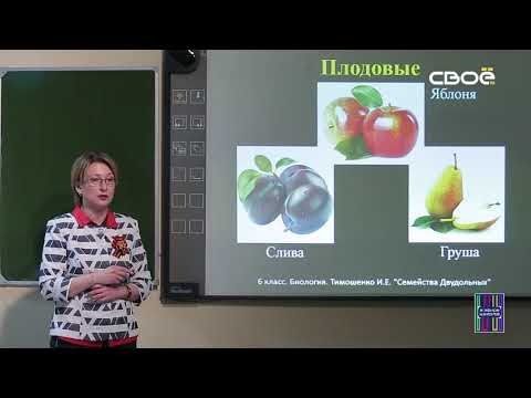 Видео: Биология для 6 класса. Семейства растений класса Двудольные