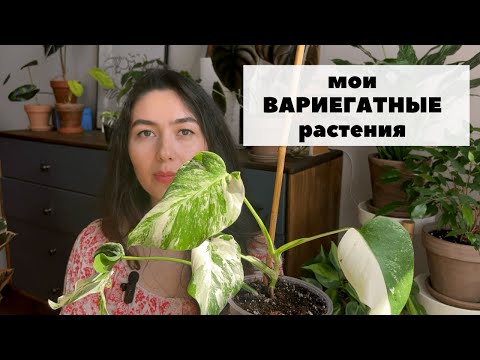Видео: Обзор вариегатных растений / Что такое вариегатность?