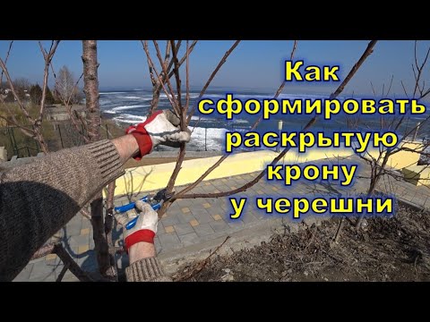 Видео: Как сформировать раскрытую крону у черешни