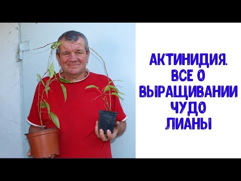 Видео: Актинидия. Все о выращивании чудо лианы.