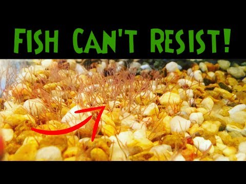 Видео: Настройка живой культуры червей — выращивание червей ПРОСТОЙ СПОСОБ!