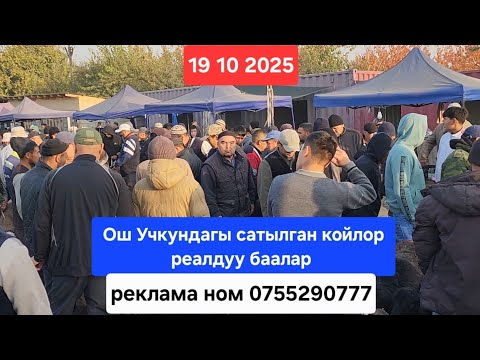 Видео: Ош учкун мал кой базар 19 Октябрь 2025 жыл Сатылган Койлор #базар #видео #рекомендации 