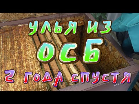 Видео: УЛЬЯ ИЗ ОСБ 2 ГОДА СПУСТЯ.