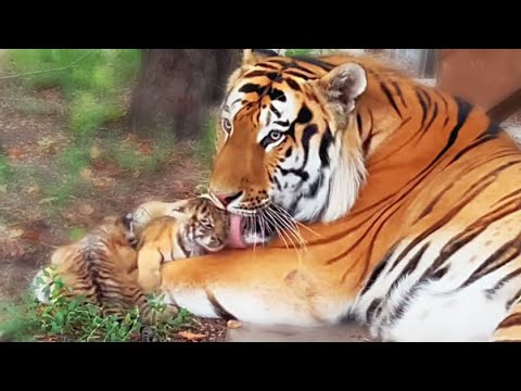 Видео: СТРАШНО смотреть! ПАПА тигр вылизывает МАЛЕНЬКИХ тигрят! DAD tiger licks the LITTLE tiger cubs!