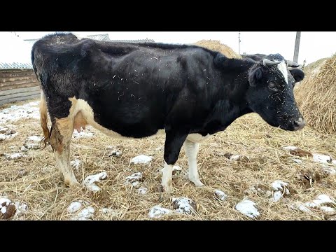 Видео: Коровы в хозяйстве. Проверка беспроводного микрофона. #деревенскийканал #лпх #жизньвдеревне