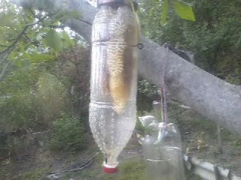 Видео: Пчеловодство в пластиковых бутылках. Заселение пчел в бутылку