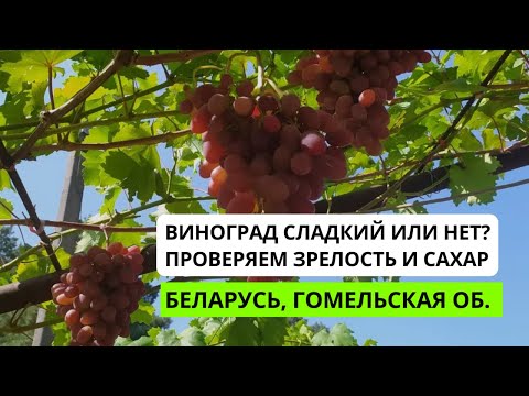 Видео: Виноград сладкий или ещё нет? Проверка зрелости 08.09.2025