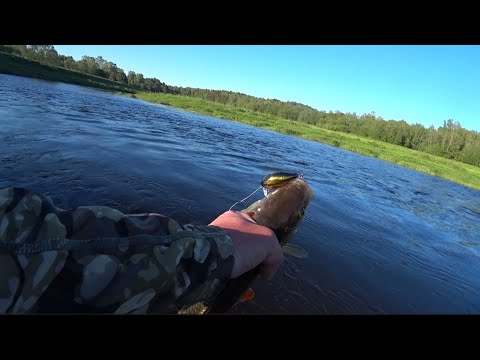 Видео: Голавль! Жерех! Дикий клев! Часть2