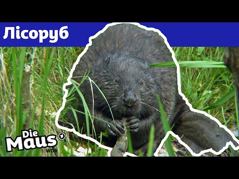 Видео: Чому бобри валять дерева? | DieMaus | WDR