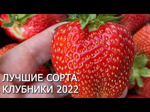 Видео: САМЫЕ ЛУЧШИЕ СОРТА КЛУБНИКИ на 2022