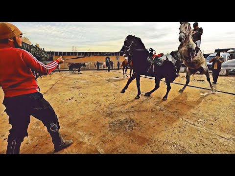 Видео: Тошкент от бозор 2022! Конный рынок! Horse market 2022! Жылкы
