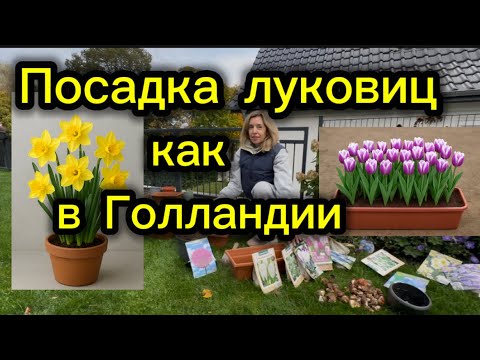 Видео: Посадка луковичных как в Голландии 🌷Три способа для красивого цветения 
