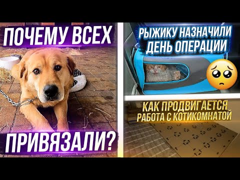 Видео: Показала Рыжика другому врачу.  Очищаем сарай. Новое место для собак, Принц чуть не упал с высоты😟